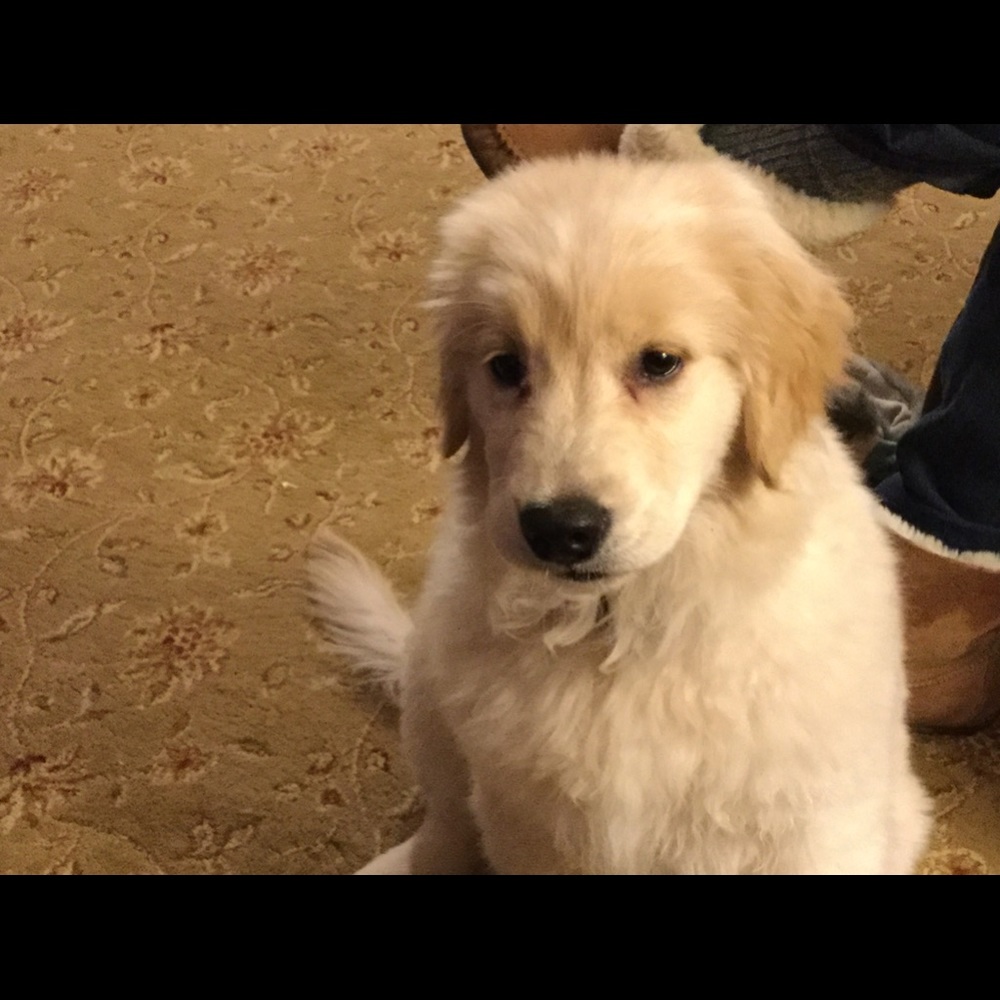 Meet your Posher, Henry